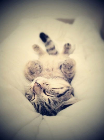 Кирилл Забродин