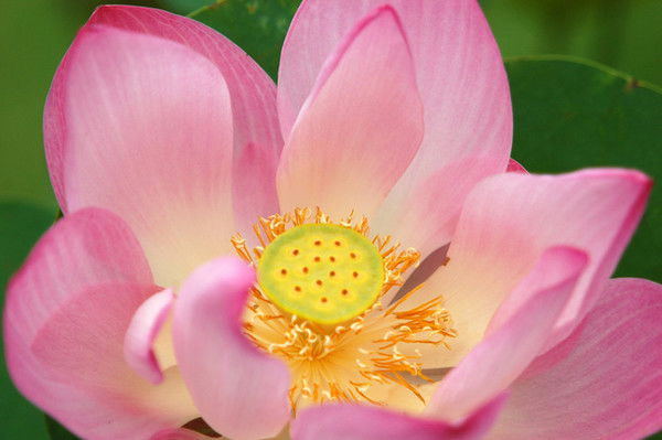 Гульсара Аксакова