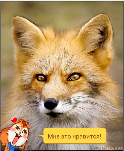 Туськ@ К@тёнок