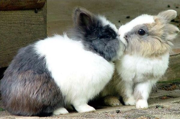 Александр Мунтян