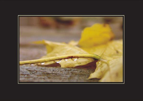 Елена Епифанова