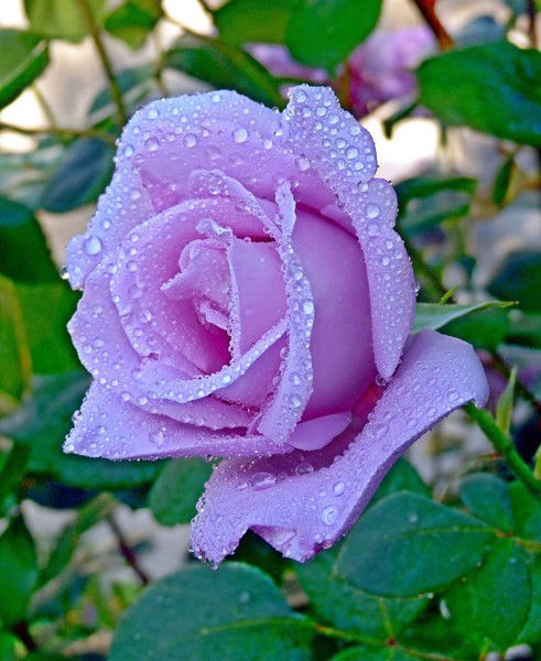 Мария Мейрамбаева