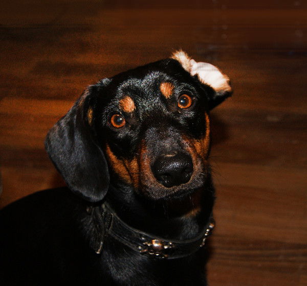 Дмитрий Ярчихин