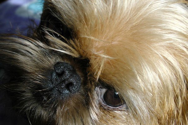 Анна Трифонова