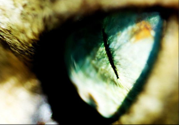 Рамиль Шарифуллин