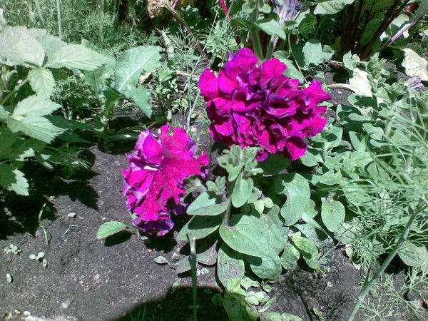 Раушания Загидуллина