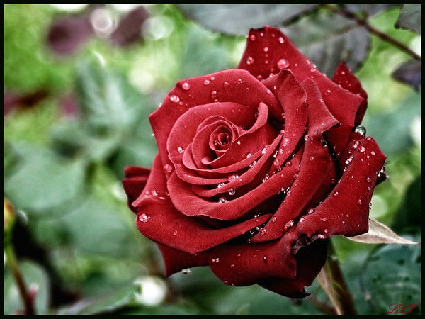 Лидия Майер(Аносова)