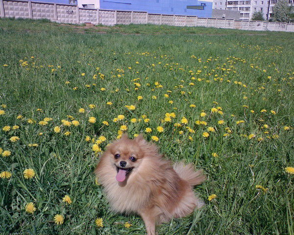 Ольга Окашева