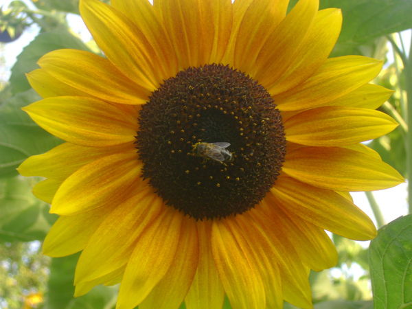 Георгий Мачавариани