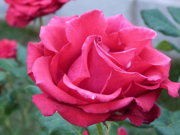 Елена Косинова