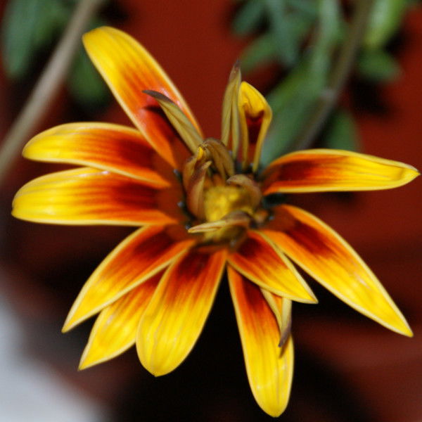 Елена Рыбак