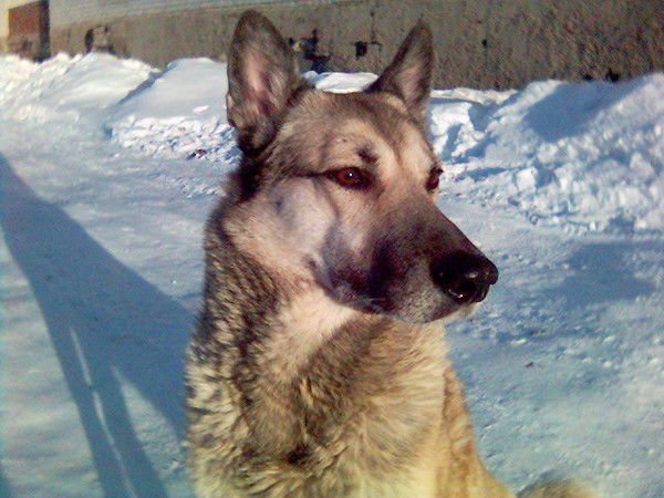 Евгений Беш