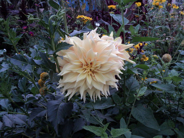 Виктория Митина