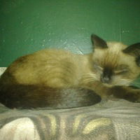 Алексей Конюхов