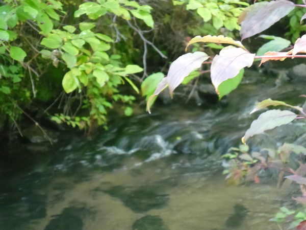 Ирина Лопатина