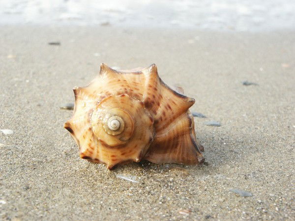 Алексей Емельянов