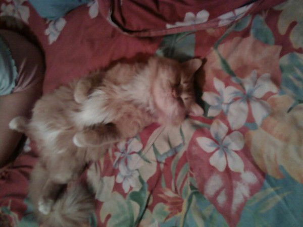 Ирина Кашемарина