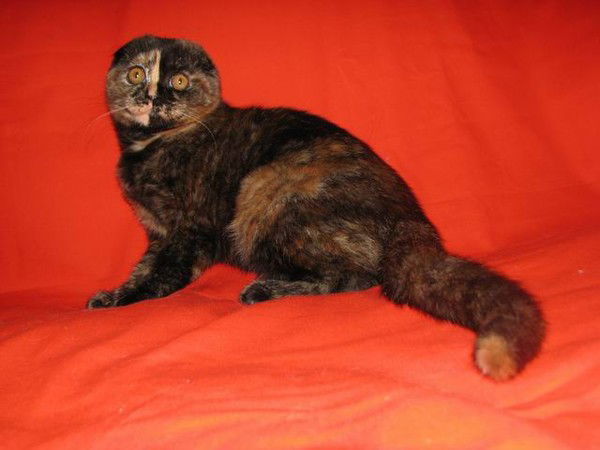 Елена Растова