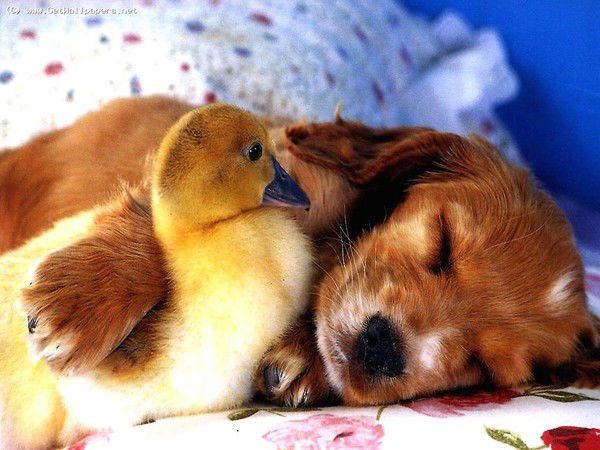 Ирина Тришина