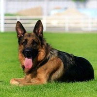 Роман Новиков