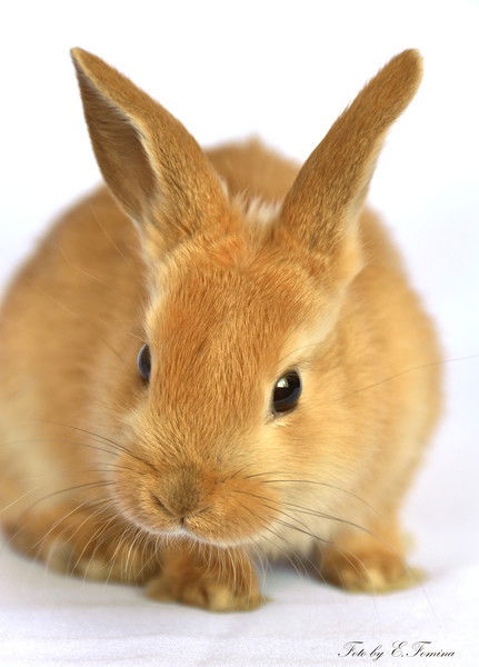 Михайло 1Вашк1В