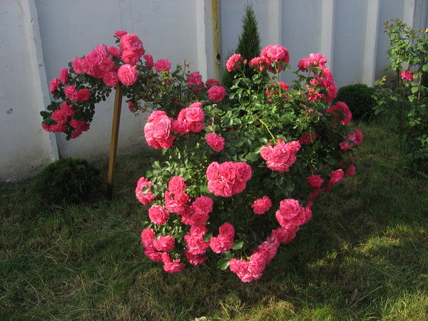 Алена Кротова