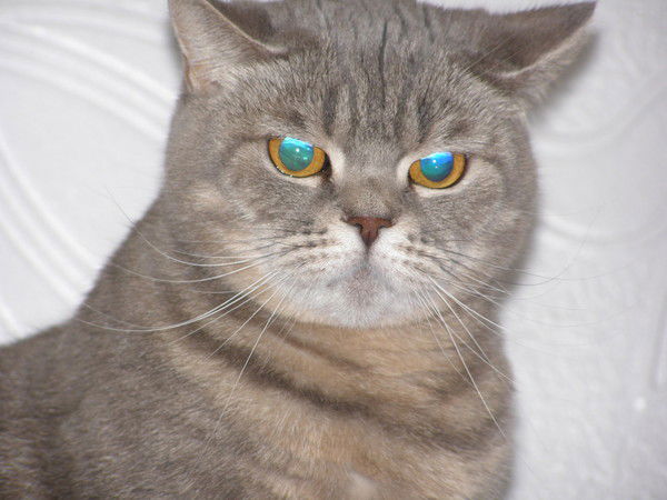 Ольга Ренькевич