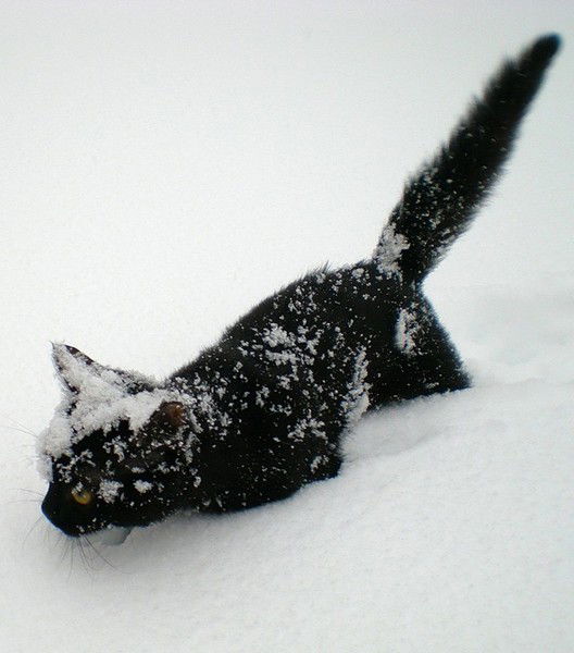 Николай Гришин