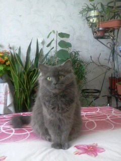 Галина Улузова