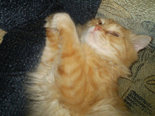 Ольга Никитина (Ошарова)