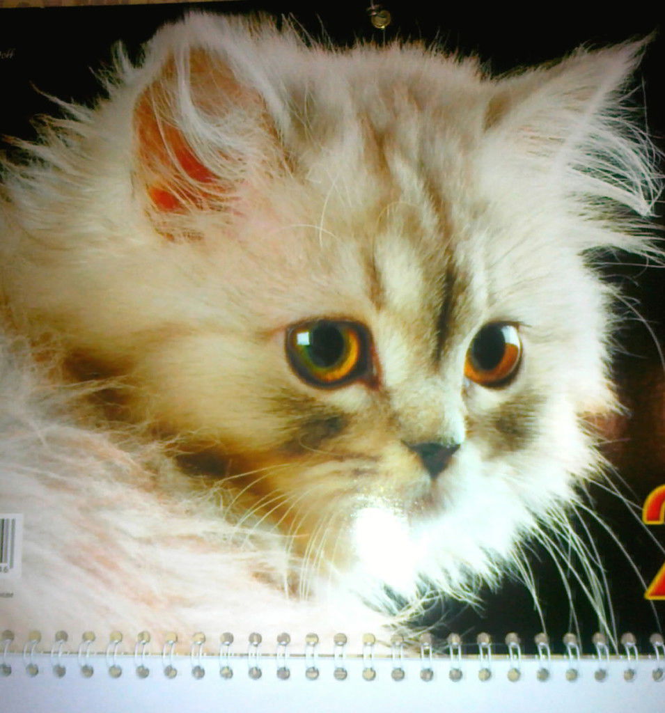 Оля Савчина