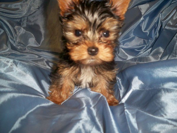 Татьяна Шевченко