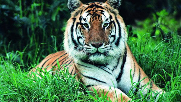 Аркаша Казахстан