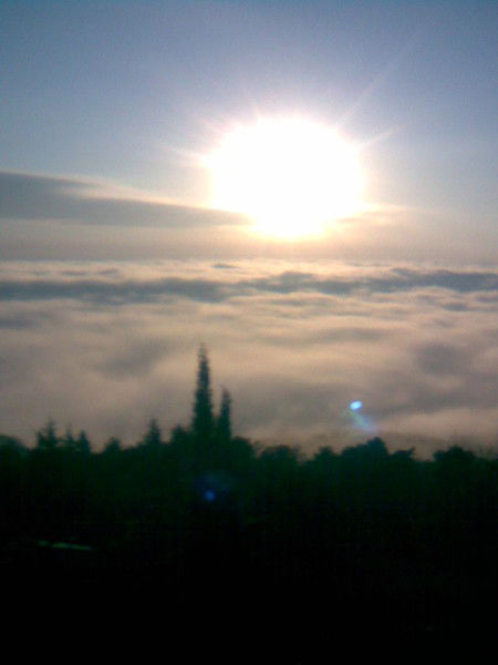 Елена Алексеева