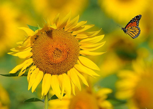 «Луноликая Красавица»