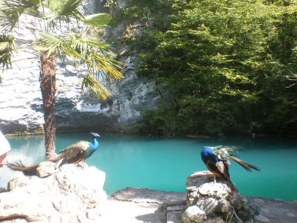 Галина Родина