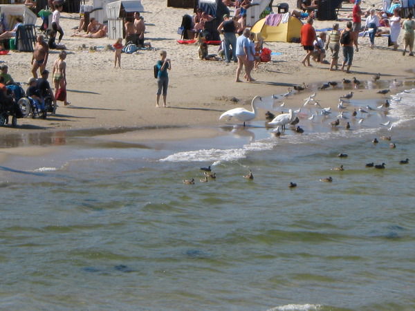 Олексй Вайло