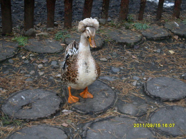 Игорь Юркевич