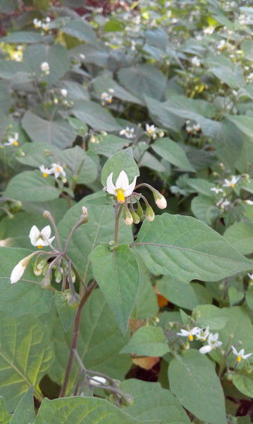 Валентина Васильева