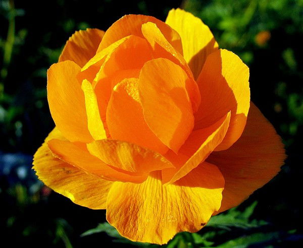 Елена Горшенина