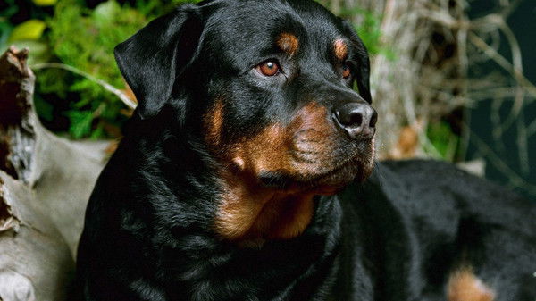 Павел Сухенко