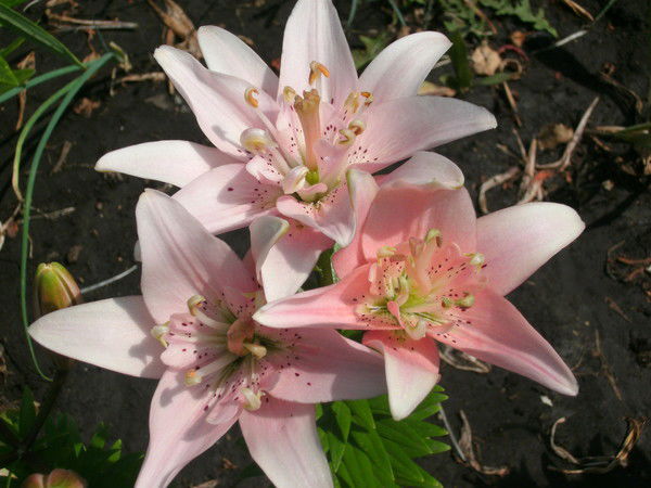 Гордеева Екатерина