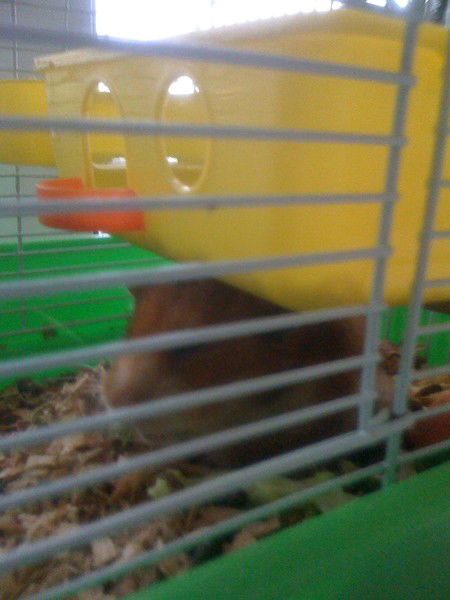 Данил Коростелев