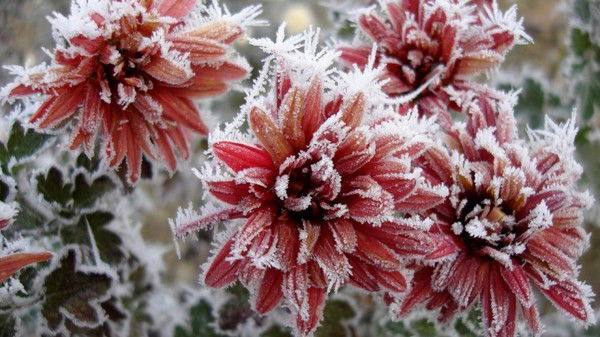 Ксения Тимощук