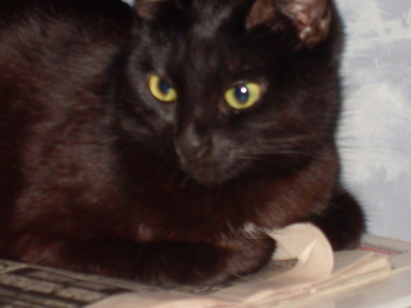 ***la Femmе De Paradis***