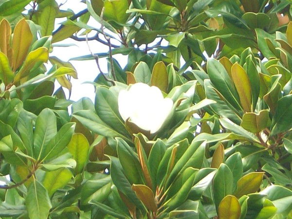 Наталья Сальник