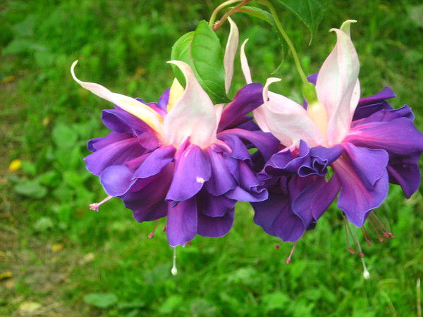 Татьяна Астахова