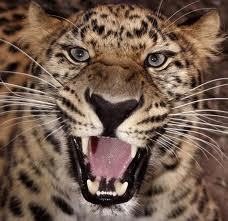 Алексей Давыдов