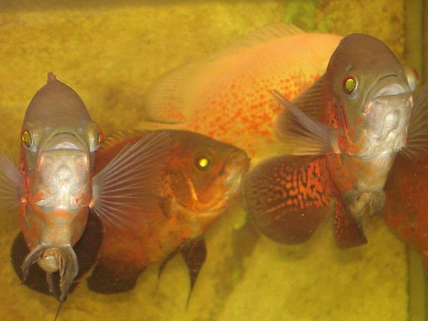 Алексей Хайретдинов