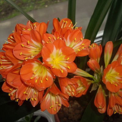 Ольга Родыгина